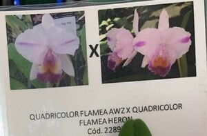 C. quadricolor flamea ‘AWZ’ x flamea ‘Heron’ 3