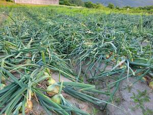 淡路島産玉ねぎ 自然の愛を見つめる！新鮮玉ねぎ逸品3kg