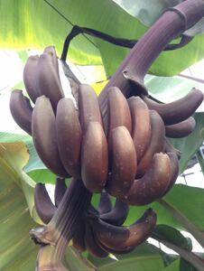 送料無料 ドワーフレッドジャマイカンバナナ苗 バナナ 熱帯果樹 果樹苗