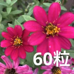 矮性ジニア　ピンクの種　60粒