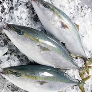 ブリ 鰤 天然一本釣り 4-5kg 愛媛 佐田岬産 浜から直送 送料無料 北海道/沖縄/東北別途送料 宇和海の幸問屋