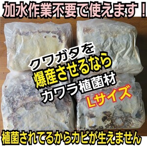 クワガタの産卵木はコレが一番です！　カワラタケ植菌材【特大Lサイズ】直径12～15センチ　植菌されてるのでカビない　　加水も不要です