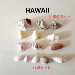 ハワイ 貝殻 シェル 小さい セット カフスボタンガイ タカ貝 ニシキウズガイ