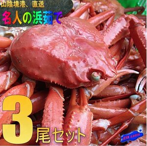 名人の 浜茹で蟹3尾で1.7kg位、境港直送!! .....「紅蟹500-600(3)」　　　　　