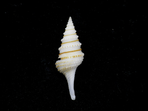 貝の標本 Gemmula songodensis 41.1mm