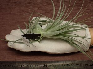 Tillandsia gardneri チランジア・ガルドネリ 781★エアプランツEP