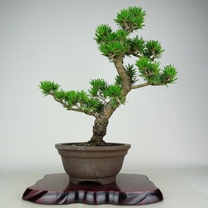 盆栽 松 寸松 黒松 樹高 約37cm くろまつ Pinus thunbergii クロマツ マツ科 常緑針葉樹 観賞用 現品