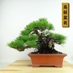 盆栽 松 五葉松 樹高 約23cm ごようまつ 高級盆栽 Pinus parviflora ゴヨウマツ マツ科 常緑針葉樹 観賞用 現品