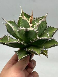 045-3多肉植物　【特選】　アガベ　agave titanota チタノタ『海王』　