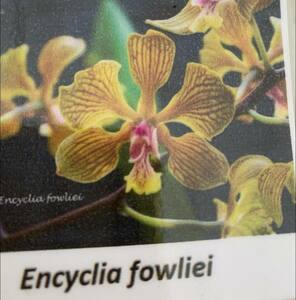 Encyclia fowliei　1