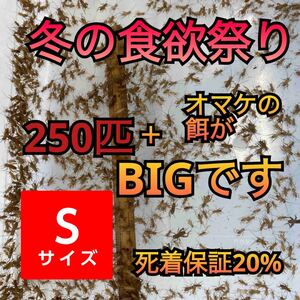 250匹＋死着補償20% 冬の食欲祭りヨーロッパイエコオロギSサイズ　送料無料