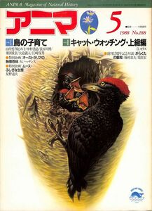 （月刊誌）　アニマ（野生からの声）　1988年5月（188号）　特集他：　鳥の子育て、オーストラリアの熱帯雨林　平凡社