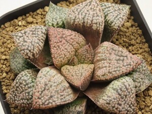 ■[Y045]ピクタ　実生　未繁殖【多肉植物　Haworthia　ハオルチア　ハオルシア】