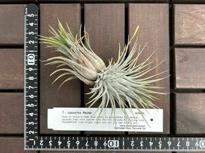 RFIタグ付　T.ionantha 