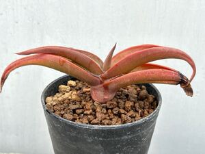 アロエ フレウレンチニオラム 実生　Aloe fleurentiniorum