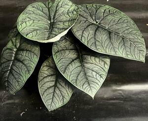 アロカシア Alocasia Melo No4