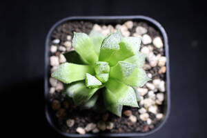 Haworthia /細雪　ハオルチア