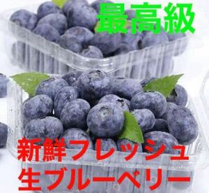 本日新入荷　超希少　超お得セット2点限定　特別セール価格　高級採れたて　新鮮生ブルーベリー