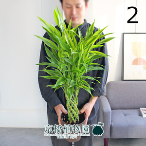 【現品】ミリオンバンブー・ゴールド 6号（2）Dracaena sanderiana