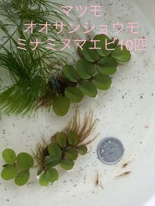 送料無料①ミナミヌマエビ10匹 ②マツモ1本（約10cm） ③浮き草オオサンショウモ　のセット 厚さ3cmのダンボール梱包　匿名発送　追跡可能 