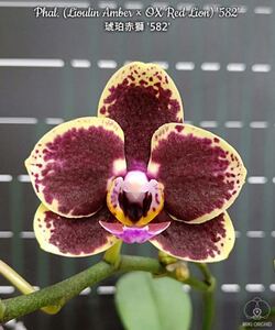 (^。 ^)(442) Phal. (Lioulin Amber x OX Red)