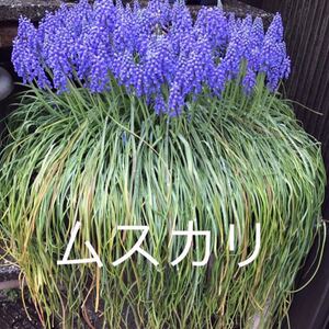 ムスカり、花韮