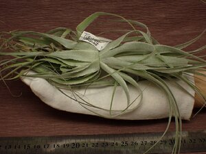 Tillandsia gardneri チランジア・ガルドネリ 050★エアプランツPF