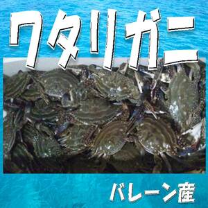 6【ご家庭に・贈答用に】　バーレーン産 ワタリガニ約７.５ｋｇ お歳暮 御歳暮 お年賀 高級 ギフト 贈り物 景品 内祝 手土産 賞品 お正月