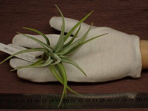 Tillandsia bermejoensis チランジア・ベルメホエンシス 220●エアプランツEP