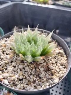 ブラックベルティアナ原種 ハオルチア　多肉植物