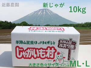 (近藤農園直送) 北海道羊蹄山麓産【とうや】正品 大きさ混みサイズ 10kg 