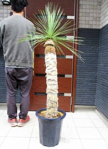 【現品】ユッカ・リネアリフォリア - yucca linearifolia　12号　BR番