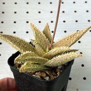 アロエ 実生 ハイブリッド 多肉植物 Aloe hybrid 155