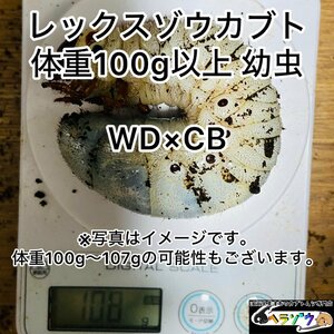 [ハーフワイルド]レックスゾウカブト三令幼虫オス♂1匹　体重100g以上　（旧アクティオンゾウカブト）