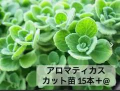 【特価】アロマティカス カット苗 15カット+＠　無農薬　多肉植物/ハーブ