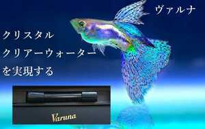 グッピーの飼育者絶賛！【ヴァルナ8センチ】有害物質を強力抑制！病原菌や感染症を防ぎ透明度が抜群に！水槽に入れるだけ！水替え不要に！