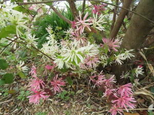 ★咲き分けトキワマンサク＊花吹雪１７Ｂ＊大株鉢植え＊四季咲き