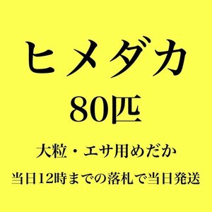 【新潟養魚場】 高評価　ヒメダカ　80匹　エサ用めだか　めだか卸　業務用特価　即日発送