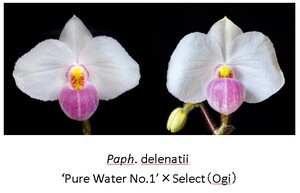 洋蘭パフィオPaph.delenatii(