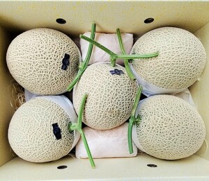 ☆高知産　☆約１０，０Kg☆　マスクメロン　５玉入り　☆　秀品　　　☆