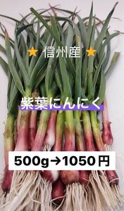 紫葉にんにく　500g 長野県産　信州　産地直送