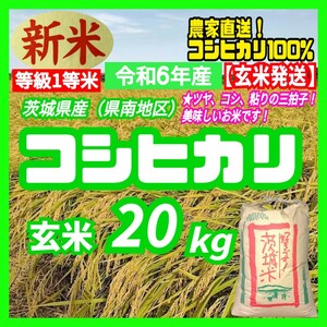 令和6年産 茨城県産 新米 コシヒカリ 一等米 玄米 20Kg 20キロ お米 白米 精白米 うるち米 送料無料 b