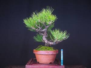 福娘　黒松／クロマツ　樹高２５㎝　双幹風　荒肌　模様　短寸　短葉　若木　小品　素材　全国一律送料 　