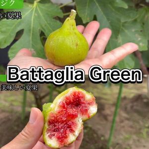 イチジク　穂木　 Battaglia Green② 長い穂木を落札後に切り分けて梱包します。　果樹、挿し木、接木、Fig、レア品種