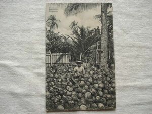 【絵葉書1枚】 SINGAPORE - Coconut Plantation /K.P. Hock No.49/ココナッツ プランテーション シンガポールヴィンテージ ハガキ17-49