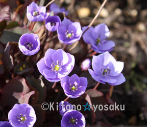 竜田草（タツタソウ）◇メギ科　３寸ポリポット栽培　開花時期４月～ ●現在、上層部無し