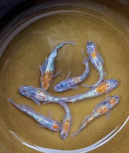今回分で在庫終了します！　メダカ人様から購入の蛇王（改）の若魚8匹　ネプチューン　サンシャイン　ハイビスカス
