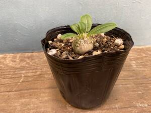 A1.パキポディウム エニグマチカム Pachypodium enigmaticum 即日発送！