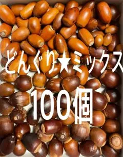 どんぐり★ミックス100個