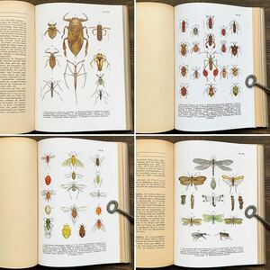 [1923年]ドイツの古い昆虫図鑑(DIE INSEKTEN)/アンティーク ヴィンテージ ヨーロッパ虫図鑑 昆虫のイラスト 昆虫の絵 雰囲気◎/